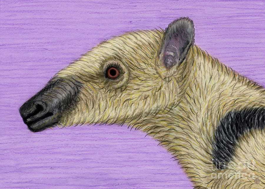 Southern Tamandua  Painting by Amy E Fraser