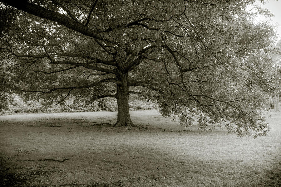 Southern Tree Inspired by Sally Mann Photograph by Liz Albro
