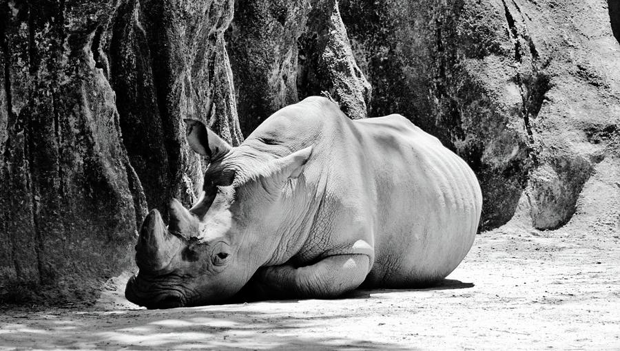 Southern White Rhino Photograph by Cynthia Guinn