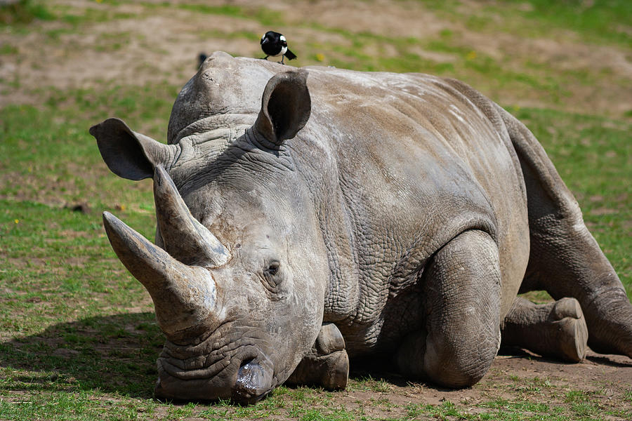 Southern White Rhinoceros Photograph by Artur Bogacki