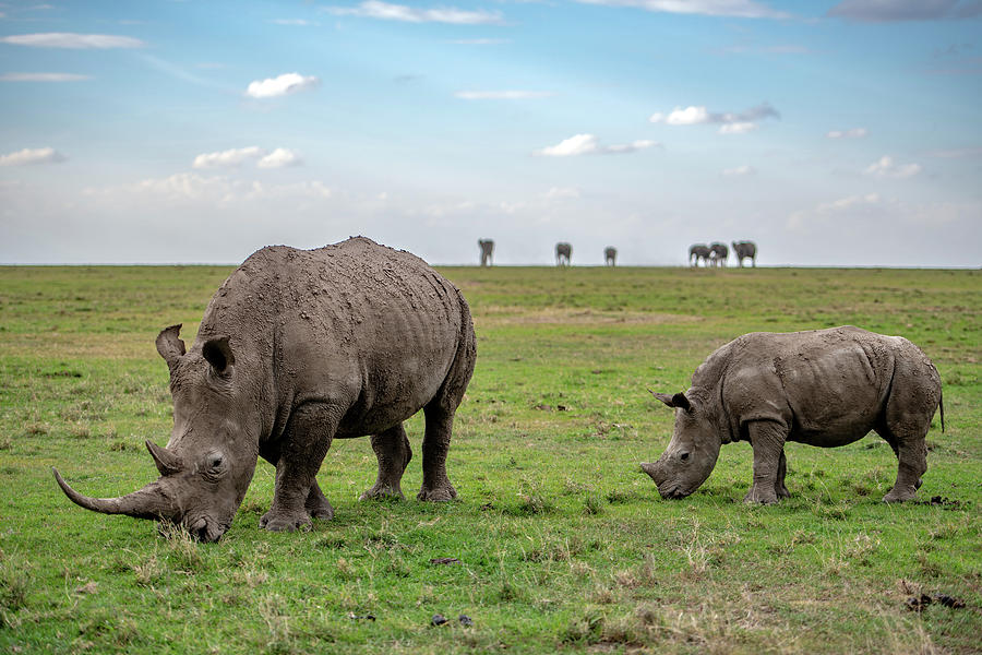 Southern White Rhinoceros Mother and Calf Photograph by Eric Albright ...