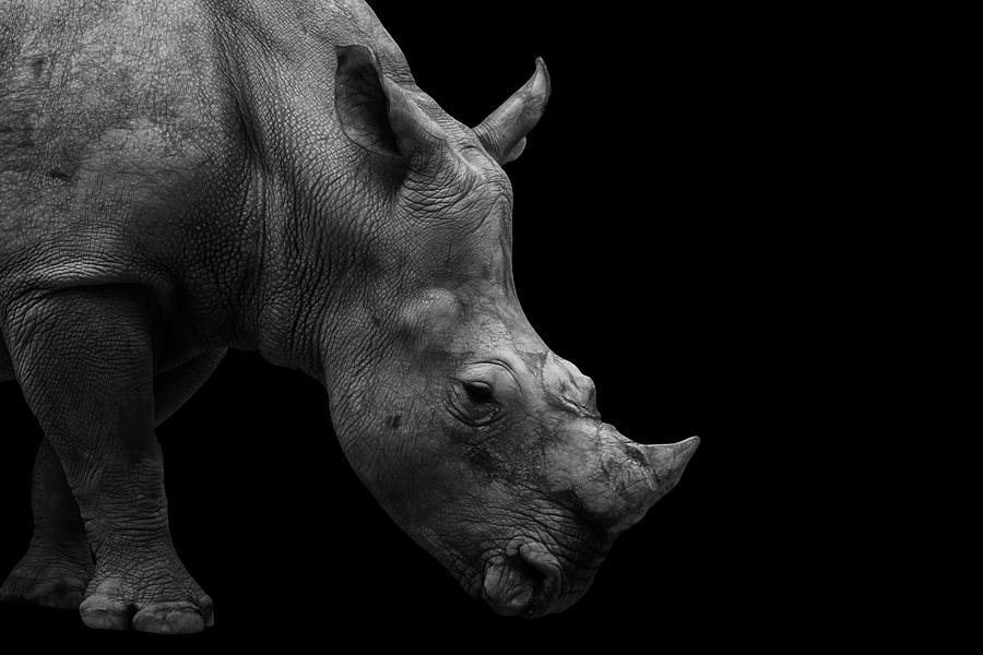 Southern White Rhinoceros Portrait Monochrome Photograph by David Gn Photography