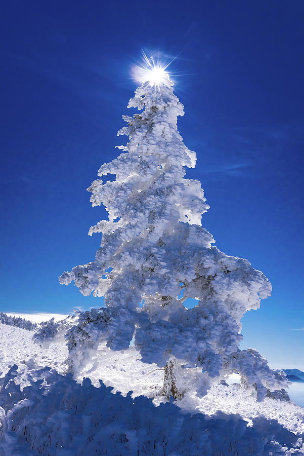 Southern Winter Tree Photograph