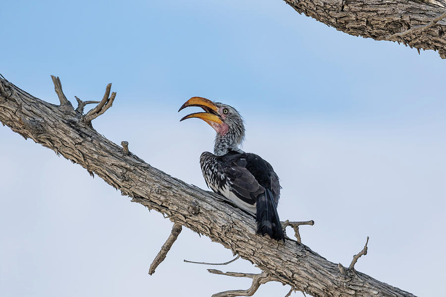 Southern Yellow-billed Hornbill Photograph by Belinda Greb