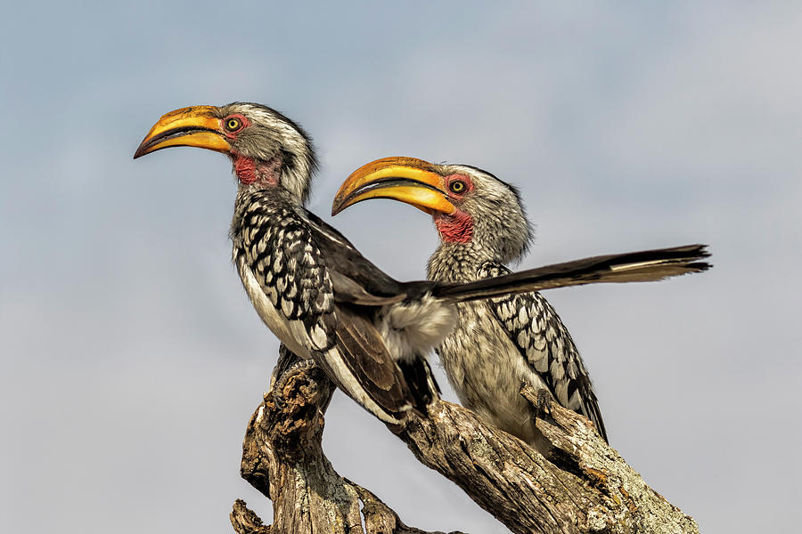 Southern Yellow-billed Hornbills Pair, No. 2 Photograph