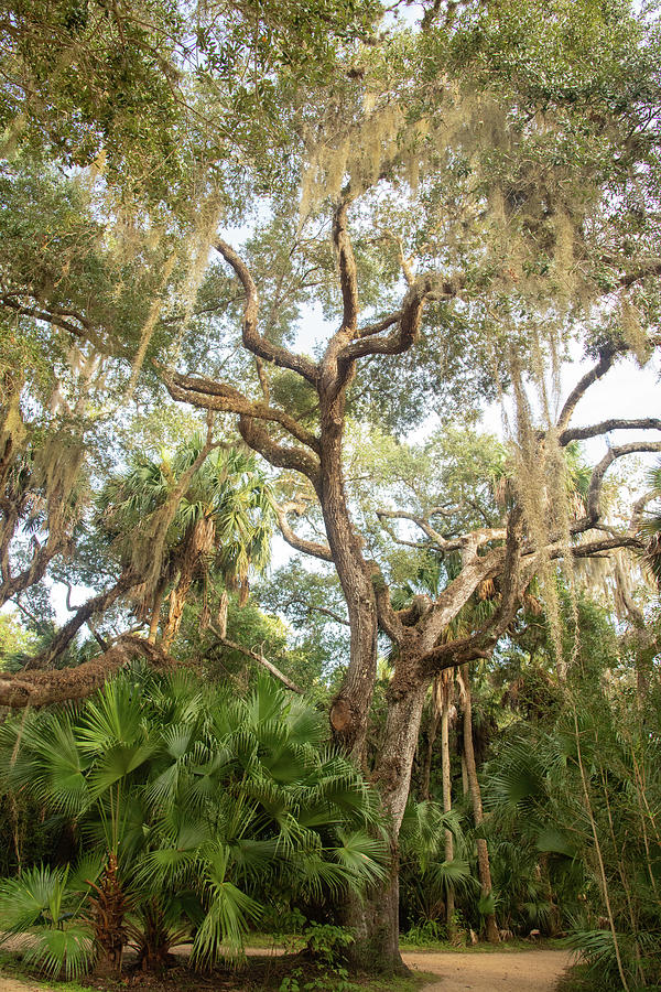 Southland Tree Photograph by Michael Dyer - Fine Art America