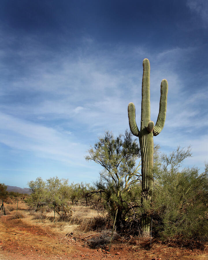 Southwest Desert Photograph by Joseph G Holland - Fine Art America