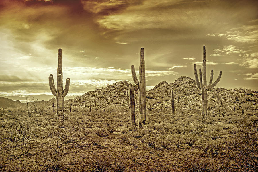 Nature Photograph - Southwest Sonoran Desert Sepia Browns by Jennie Marie Schell