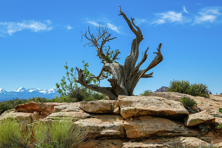 Southwestern Juniper Tree  Photograph by Anthony Sacco