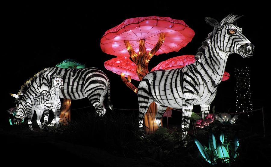 World of Lights Zebras at Southwick Zoo Photograph by Lucio Cicuto Pixels