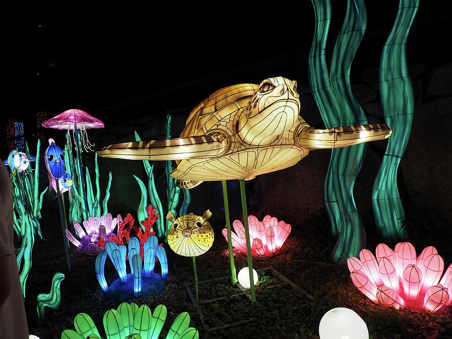 World of Lights Turtle at Southwick Zoo Photograph by Lucio Cicuto