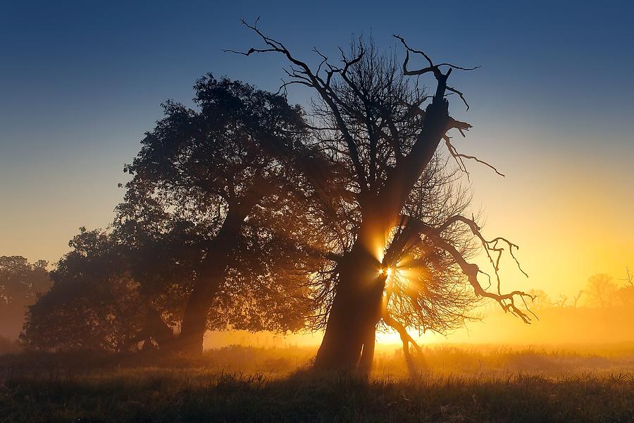 Tree Photograph - Soutok sunrise by Jan Simek