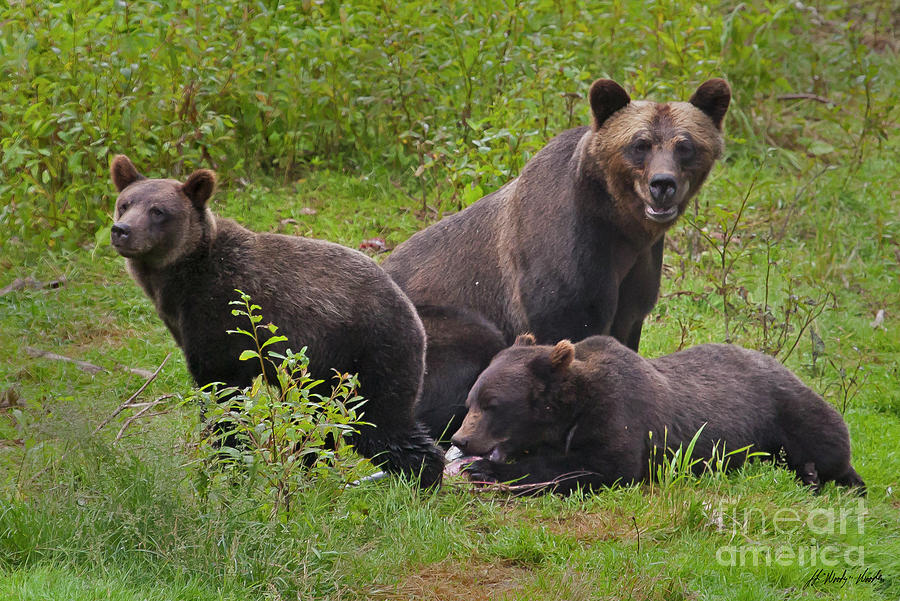 Sow And Cubs-Signed 0393 Photograph by J L Woody Wooden