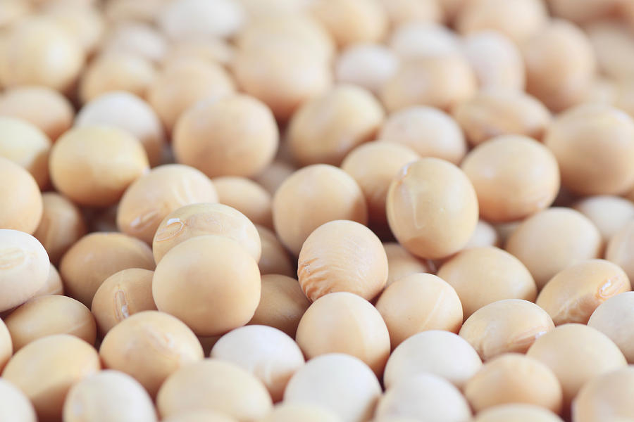 Soy Beans Photograph by Yankane