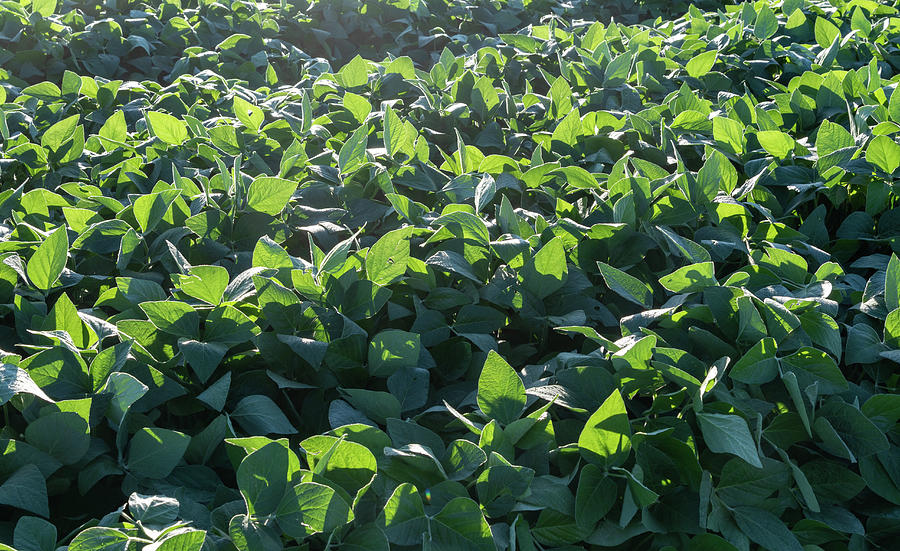 Soy plantation in the early stage of cultivation in an agricultu ...