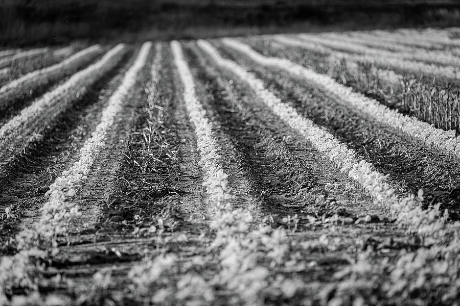 Soybean Field-Fort Motte, S C-5_B-W Photograph by Charles Hite