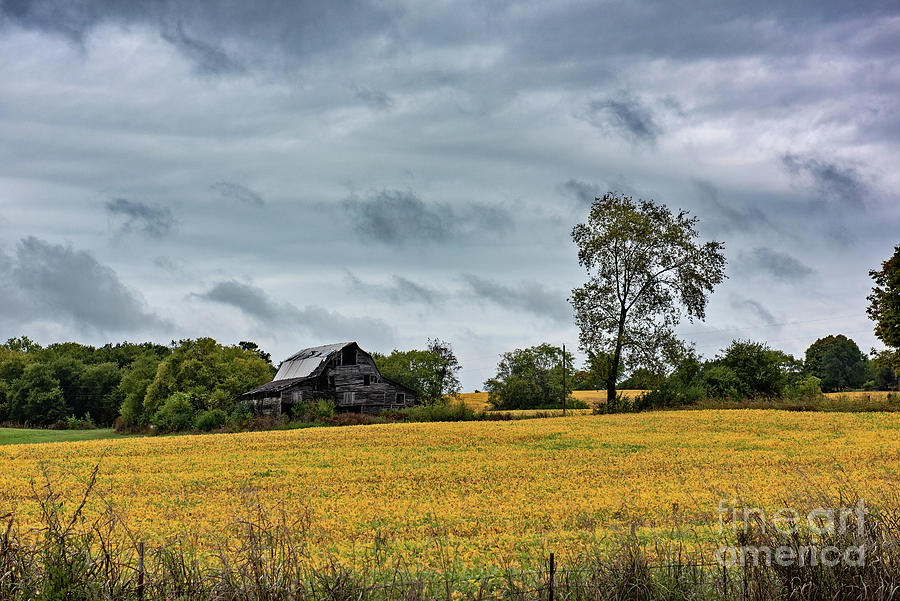 Soybean Field in Fall Photograph by Nicki McManus