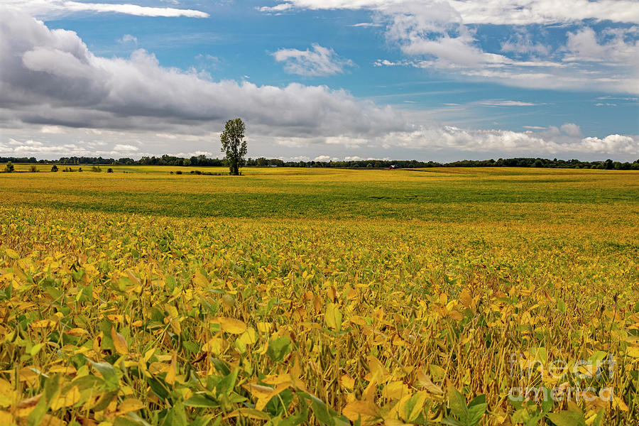Soybean Field Photograph by Jim West