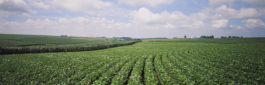 Soybean Fields Photograph by Timothy Hearsum