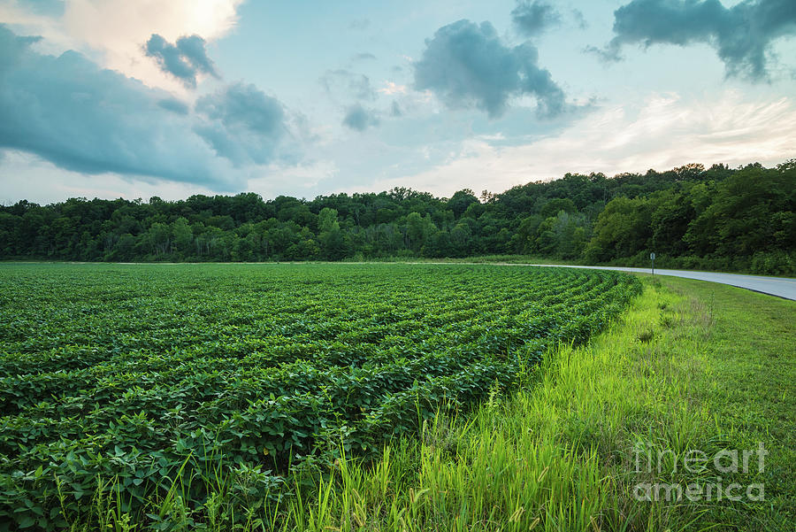 Soybean Sunset - Floyds Fork - Louisville - Kentucky Photograph by Gary Whitton