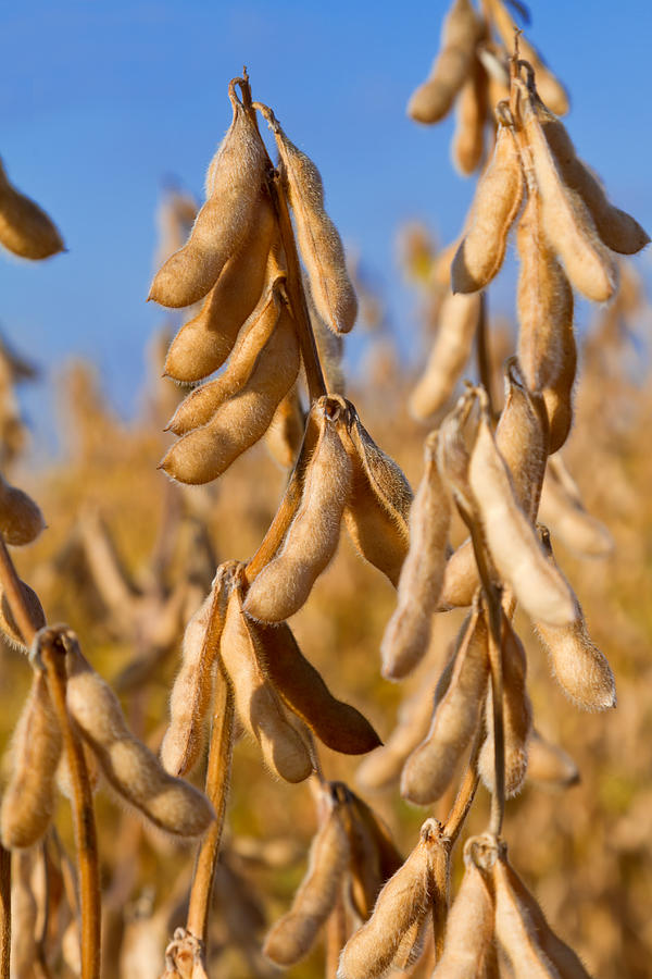 Soybeans ready for harvest Photograph by Ghornephoto