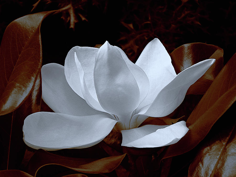 SP White Magnolia on Sepia Leaves Photograph by Mike McBrayer