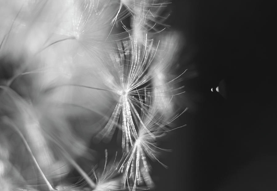 Space Abstract Black and White Flower Photograph by Sandra Js