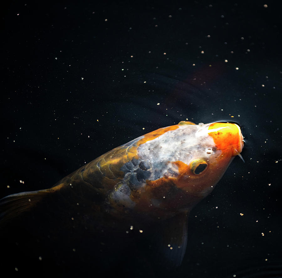 Space Fish Photograph by Brian Howerton