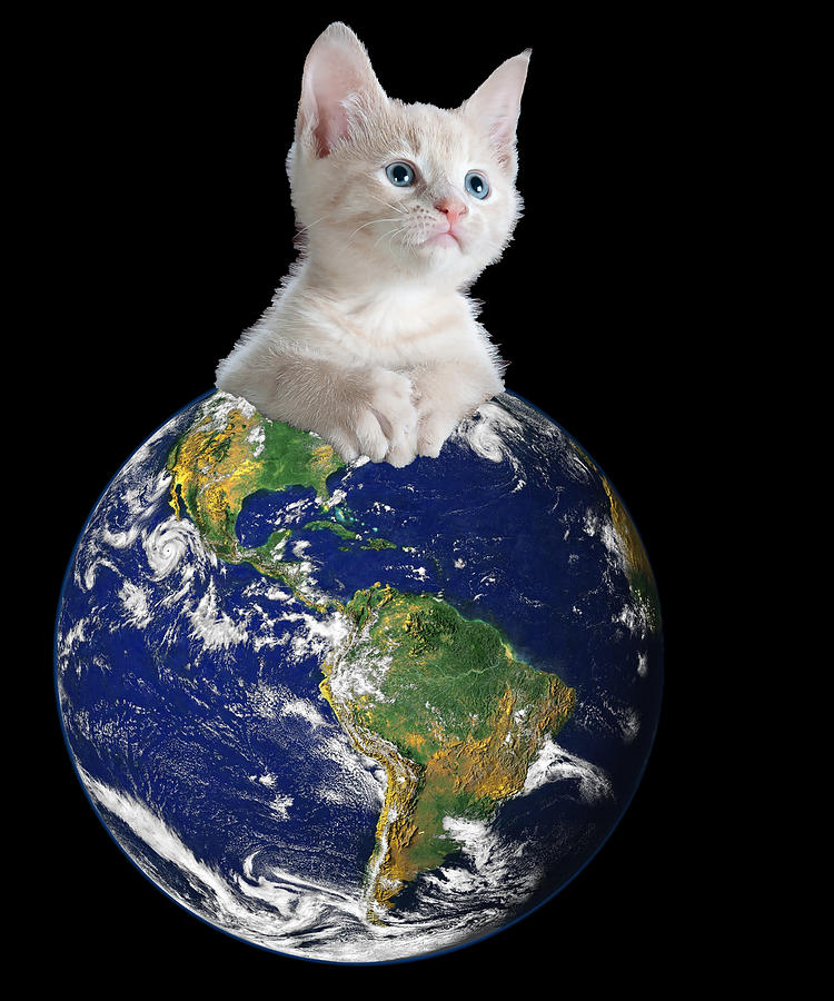 Space Kitten Ruler of Earth Funny Digital Art by Flippin Sweet Gear - Pixels