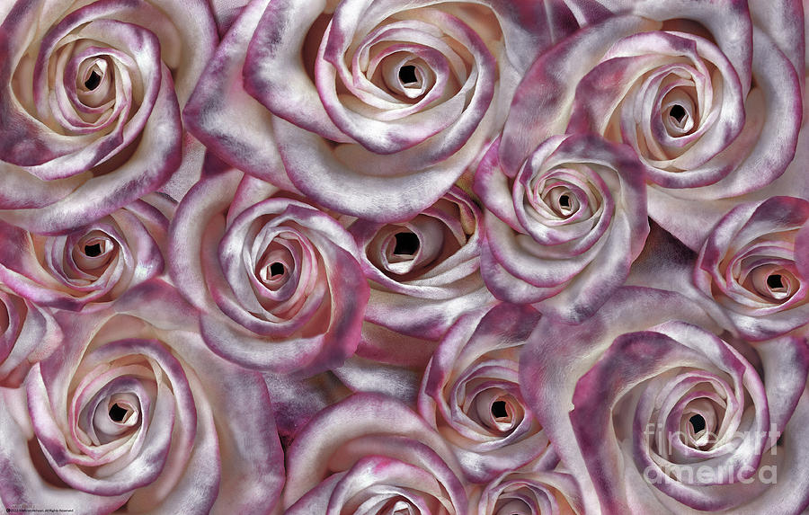 Space Roses Digital Art by Mehran Akhzari
