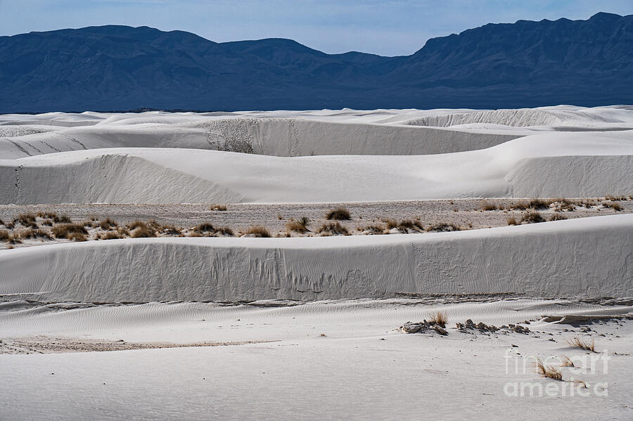 National Parks Photograph - Space Vegetation in White Sands National Park by Bob Phillips
