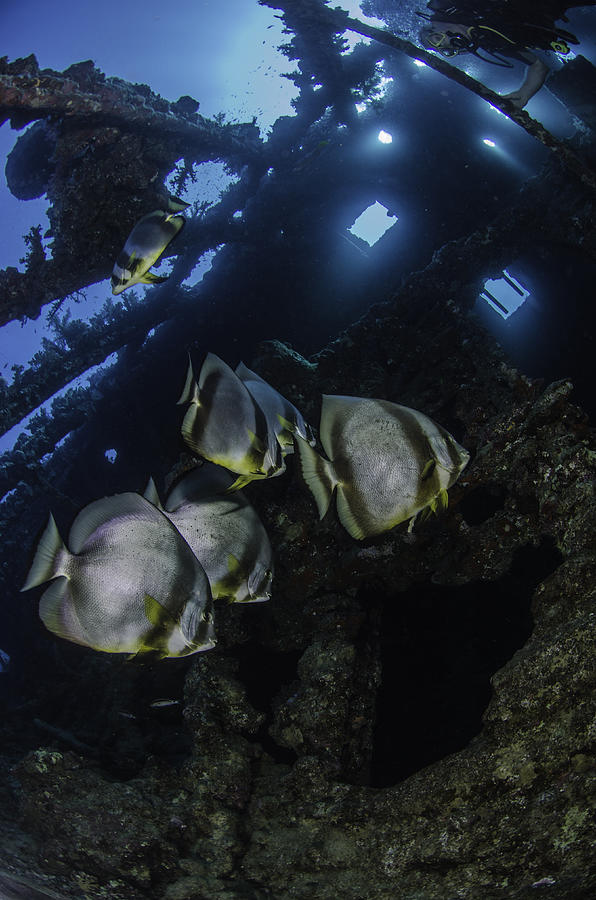 Spadefish in the wreck Photograph by Julio Sanjuan Spadefish in the wreck Photograph by Julio Sanjuan