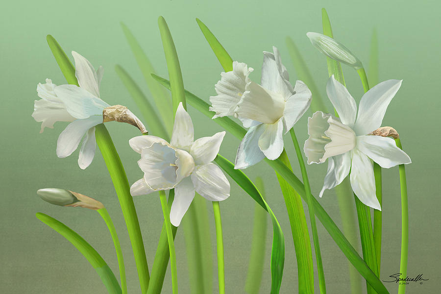 Spades White Daffodils Digital Art by M Spadecaller