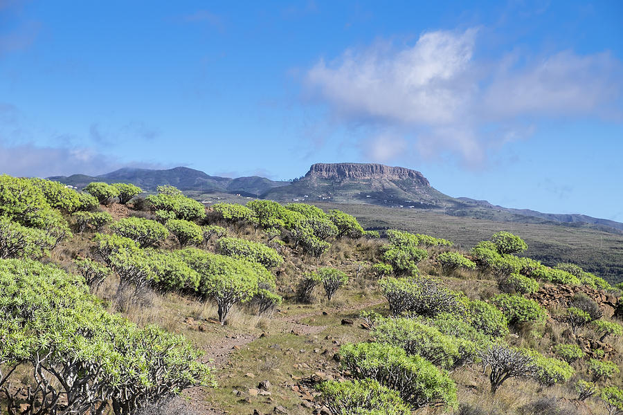 Spain, Canary Islands, La Gomera, Valle Gran Rey, Plateau La Merica, Table Mountain Fortaleza, spurge bushes Photograph by Westend61