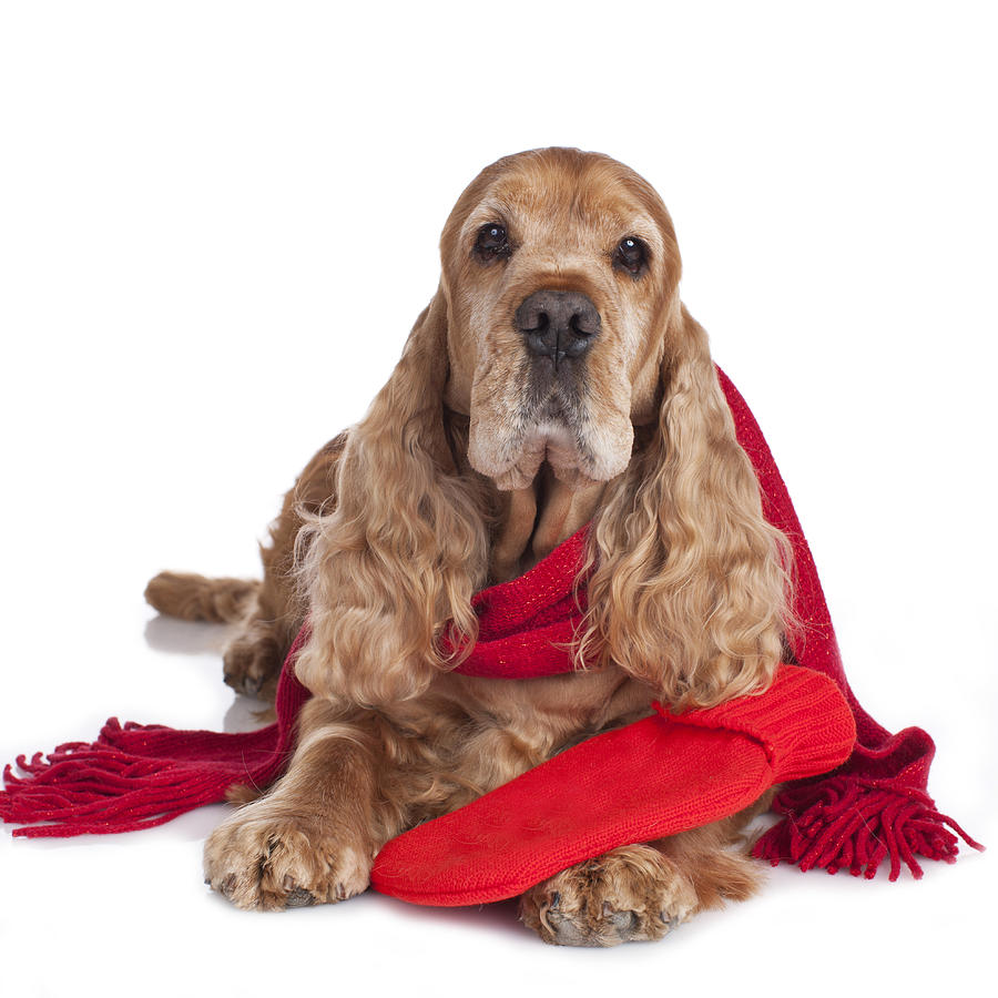 Spaniel dog with hot bottle and shawl isolated Photograph by Absolutimages