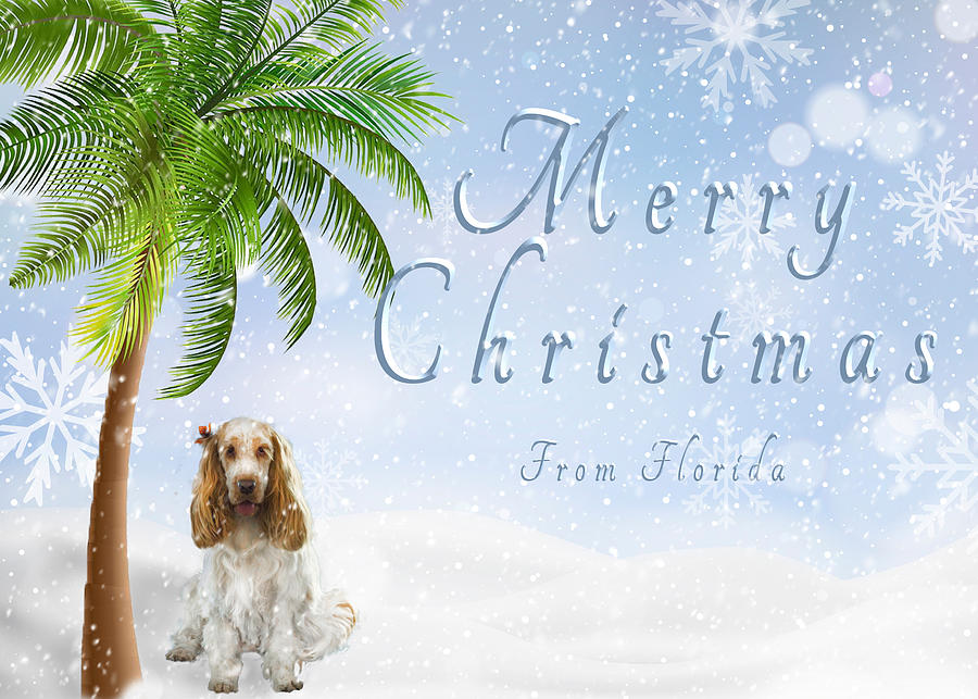 Spaniel in Snow with Palm Tree Photograph by Susan Molnar