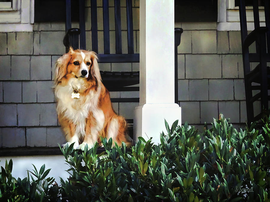 Spaniel on Porch Photograph by Susan Savad