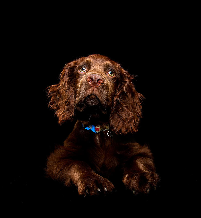 Spaniel puppy Photograph by Andrew Davies