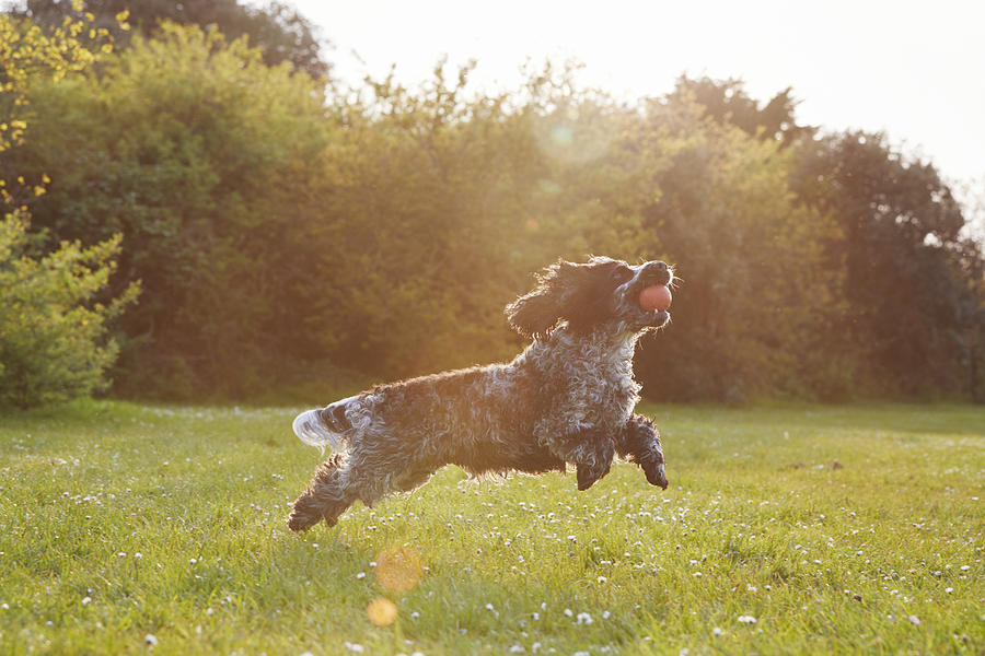 Spaniel running with ball in park at sunset Photograph by Compassionate Eye Foundation