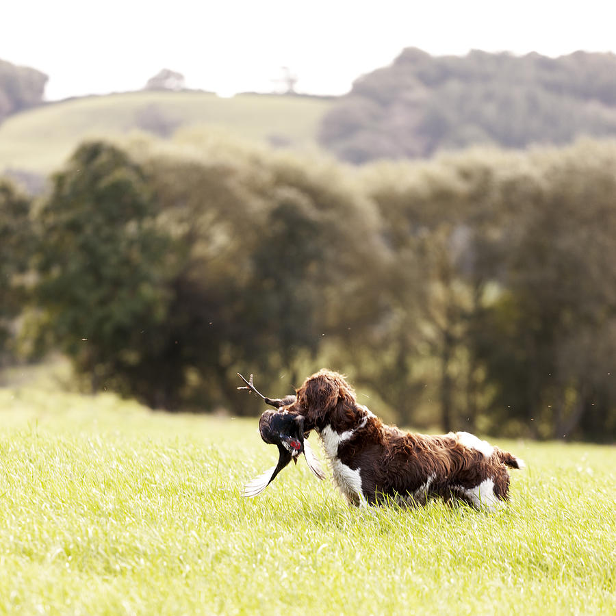 Spaniel with pheasant Photograph by Urbancow