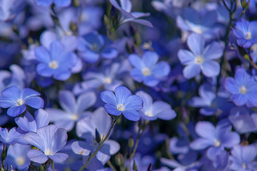 Spanish Blue Flax 1 Photograph by Jenny Rainbow