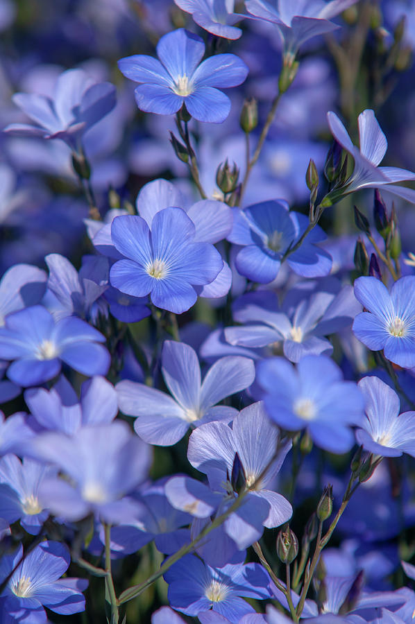 Spanish Blue Flax 2 Photograph by Jenny Rainbow