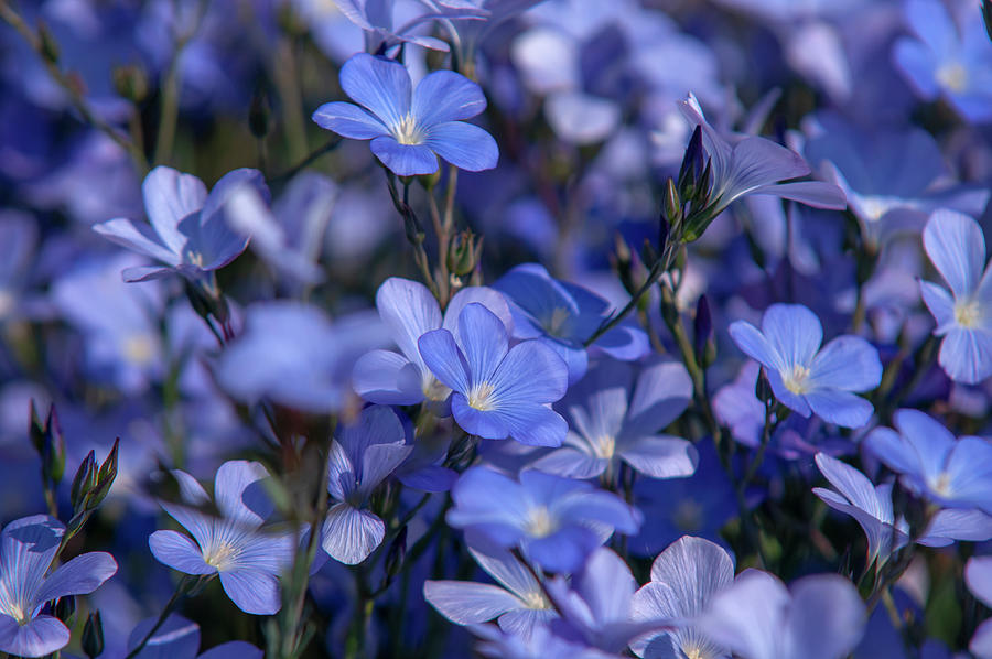Spanish Blue Flax Photograph by Jenny Rainbow