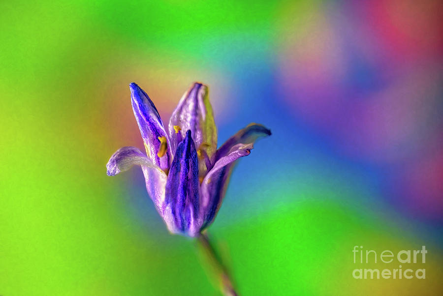 Spanish BlueBell Art Photograph by Adrian Evans