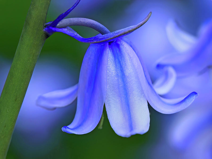 Spanish Bluebell close-up Photograph by Carolyn Derstine