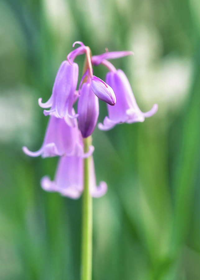 Spanish Bluebell Photograph by Maria Meester