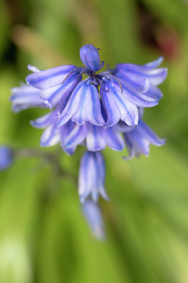 Flower Photograph - Spanish Bluebells 5 by Dawn Cavalieri