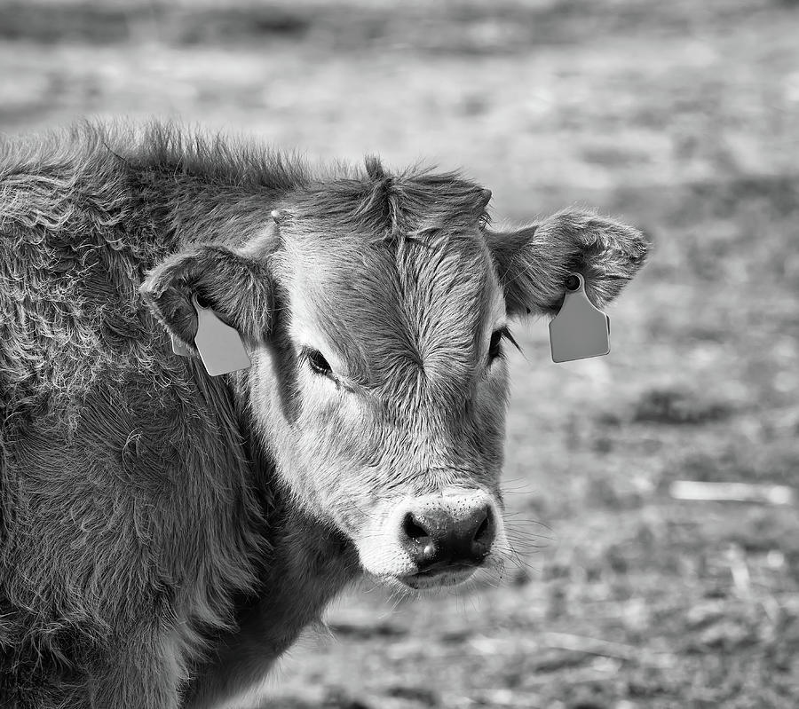 Spanish Cow Photograph by Maria Elena GARCIA - Fine Art America