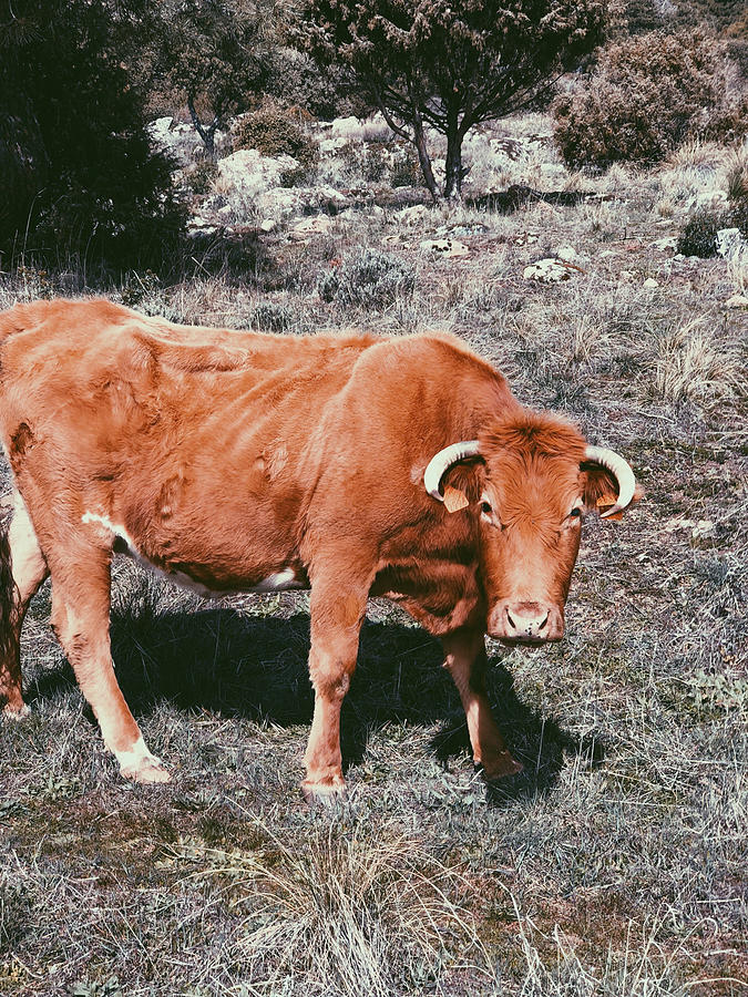 Spanish Cow Photograph by Marina Cirillo - Fine Art America