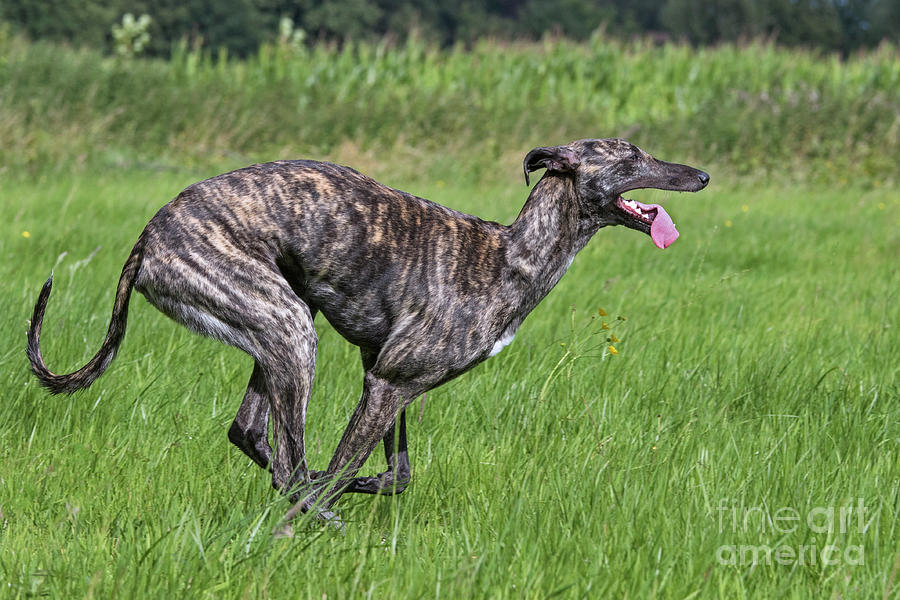 Spanish Galgo Photograph by Arterra Picture Library